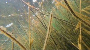 ТРОФЕИ Аграханского залива. Подводная охота. Амуры сазаны сомы