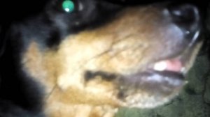 ЗЛОВРЕДНАЯ СТАРУШЕНЦИЯ ПОСЛЕ ТИХОГО ЧАСА