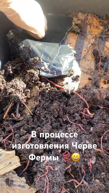 Отличная переработка отходов 🪱😀 #разинская #червеферма #земля #осень