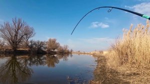 ЭТИ КОРЯГИ ОБЛЕПЛЕНЫ СУДАКОМ! РЫБАЛКА ВЕСНОЙ СО СПИННИНГОМ