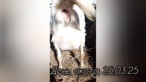 Коза Клякса