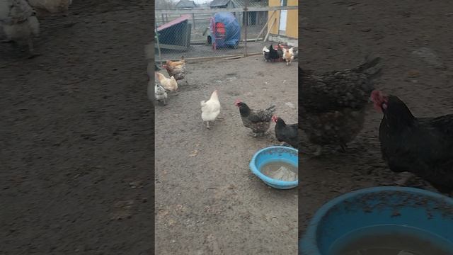 Вечер в деревне 🏠