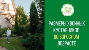Размеры хвойных кустарников во взрослом возрасте #1
