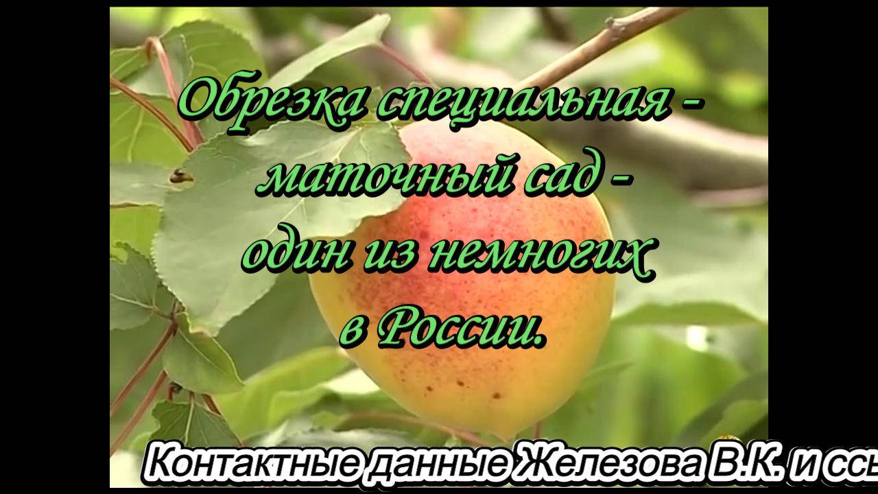 Обрезка специальная - маточный сад - один из немногих в России.