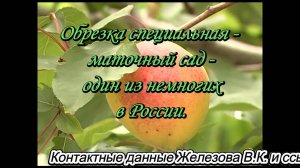 Обрезка специальная - маточный сад - один из немногих в России.
