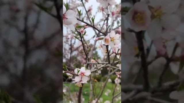 Цветущий миндаль в Крыму