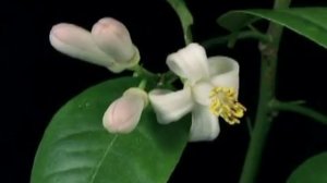 Не теряйте первую любовь(караоке)