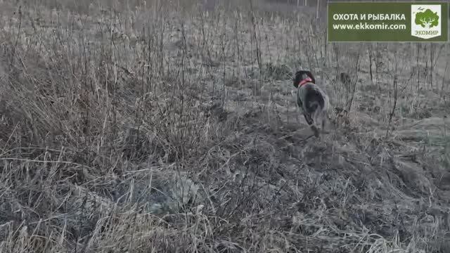 Натаска собак. #охота #охотанакуропатку
