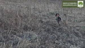 Натаска собак. #охота #охотанакуропатку