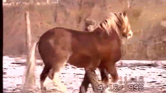 БОКАЛ. Русский тяжеловоз! КЛАСС ЭЛИТА.