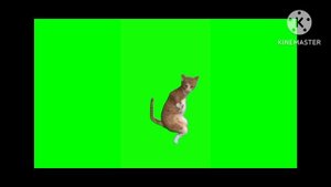 котики