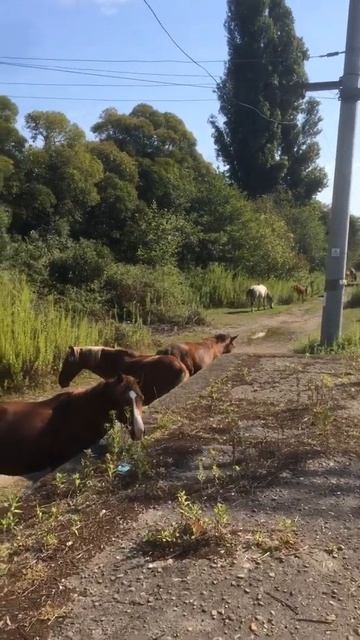 Как отучить лошадь кусаться? смотреть онлайн