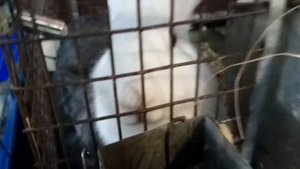 Я в ЗООМАГАЗИНЕ покупаю рыбок! И смотрю всяких зверьков !