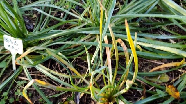 LE SALSIFIS DE A a Z смотреть онлайн