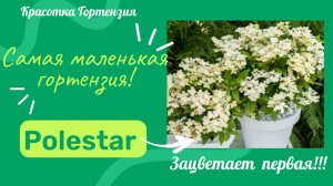 Polestar самая маленькая и раннецветущая метельчатая гортензия 🌿🌺😍