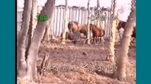 Лошади Седанки. Большой жеребец напал на пони.