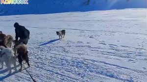 Ездовые собаки