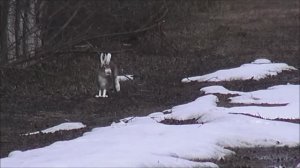 Первый самостоятельный гон. РУССКАЯ ГОНЧАЯ Майя и Аргон 10 мес. вл. Шатров В.А.#собака#топ #hunting