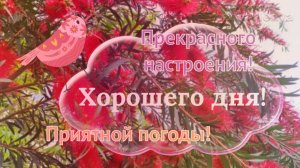 Хорошего дня! Прекрасного настроения!