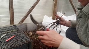 Обязательно сделайте это перед посадкой саженцев роз 🤔🌹