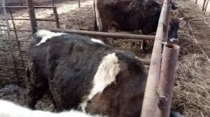 Бык на мясо. Барт Симпсон.