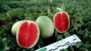 Арбуз Greentime WM-54 F1   Сортотип Чарльстон Грей