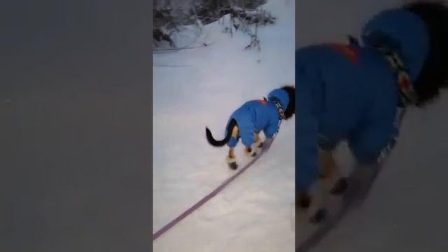 ВАЙНЫ ПРО ЖИВОТНЫХ( смех до слёз🤣 смотреть всем! смотреть онлайн