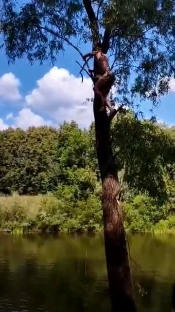 СУПЕР Прыжок с Высокого дерева в РЕКУ смотреть онлайн