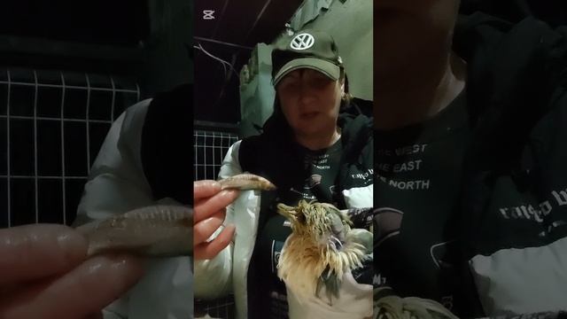 Ее величество чайку Лору уговариваю покушать