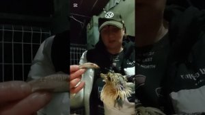 Ее величество чайку Лору уговариваю покушать