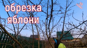 Обрезка яблони! Восьмилетка! Подробно!