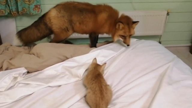Котёнок и лиса. Kitten and fox