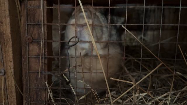 СЕЛЬСКОЕ ХОЗЯЙСТВО | Сколько у меня животных