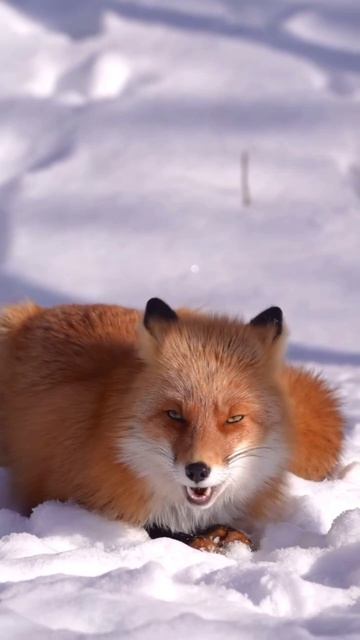 Рыжая красотка. смотреть онлайн