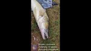 Рыбалка. И как теперь вытащить