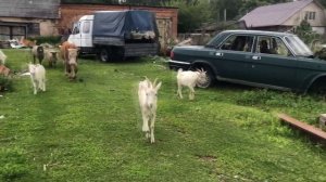 2019_08_09 Все за нами идут, поймали кролика