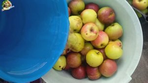 🍎Яблочный сок - здоровье и удовольствие🧋