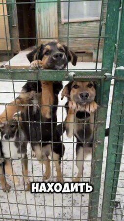Философия хвоста 🐶