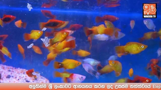 Sri Lanka's Biggest Aquarium Opening in Nugegoda - Wakkra Life Aquarium Tour