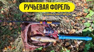 | Микро речка | Форель Ленинградская область |