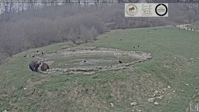 Двое ждут одного- мишка еще не накупался