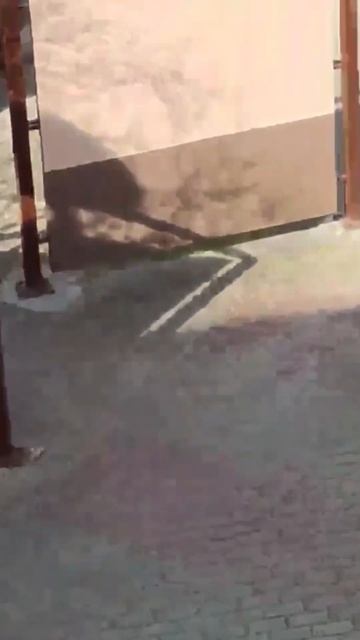 Кабаны в городе #shorts смотреть онлайн