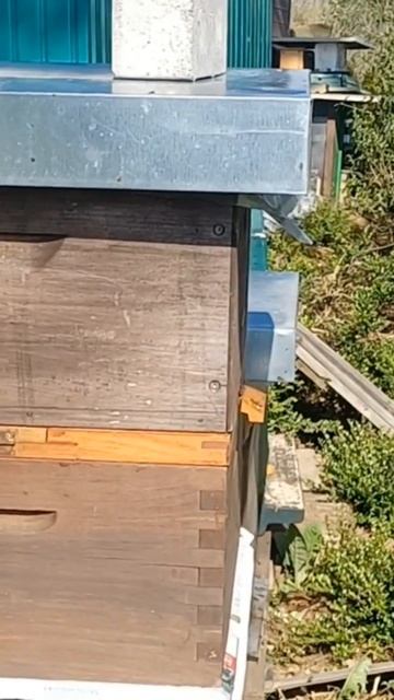 пчёлы эксперимент 2 маточки на один медовый корпус смотреть онлайн