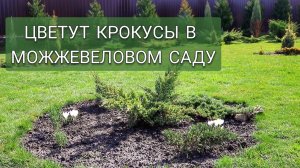 ЦВЕТУТ КРОКУСЫ В МОЖЖЕВЕЛОВОМ САДУ. 27.03.2025г.
