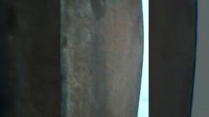 чиним велик тимура