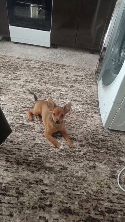 28.02.2025 г. вот такой большой уже вырос Финюша🐶