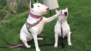 Весёлые Бультерьеры😂🐶