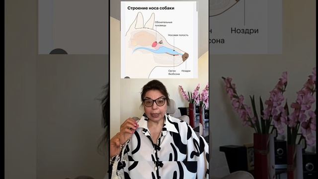 А вы знали,что у собаки есть 2 нос?)🦮#кинолог #щенки#дрессировкаонлайн #обучение