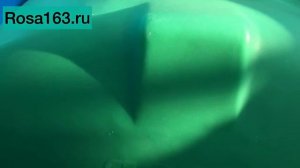 Емкость 100-500 л для транспортировки воды