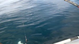 Рыбалка. Огромный ПАЛТУС!!!